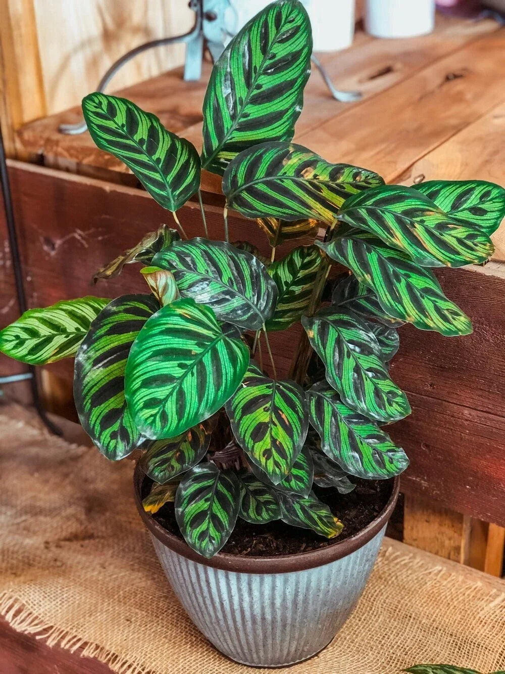 Peacock Calathea Seeds - 25+ Count - Calathea Makoyana - Indoor/Outdoor Plant - Tropical Foliage - USA Shipping
