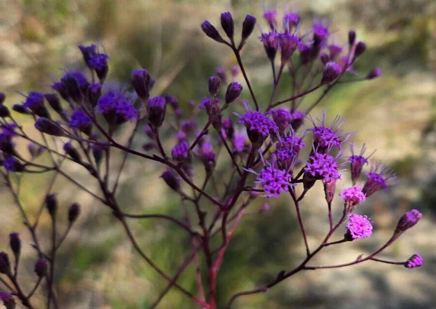 Florida Paintbrush Seeds | 25 Count | Carphephorus corymbosus | Native Wildflower for Garden | Attracts Pollinators