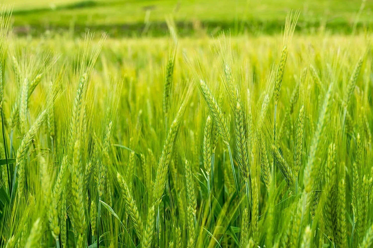 Triticale Seeds for Planting - Organic High Yield Variety - × Triticosecale - Ideal for Grain and Forage