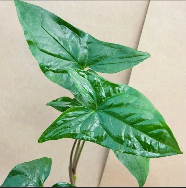 Syngonium Cuttings - 2 Green Arrowhead Cuttings - Syngonium podophyllum - Easy Care Indoor Plant for Propagation