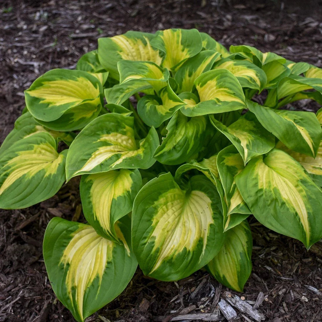 Hosta Plant 5.25" Pot Etched Glass Variety Hosta spp. | Proven Winners Perennial for Shade & Borders