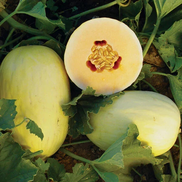 Crenshaw Melon Seeds - Heirloom Non-GMO, 1054 Variety - Cucumis melo, Premium Quality for Home Gardeners, 20 Seeds