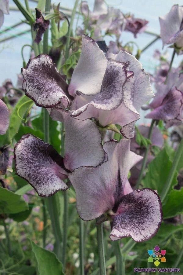 Nimbus Sweet Pea Seeds 50 Pack - Lathyrus odoratus - Fragrant Climbing Vine for Garden - USA Grown, Non-GMO