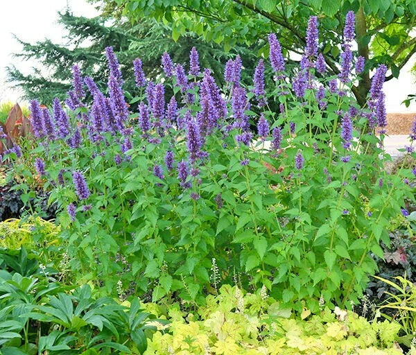 Purple Giant Hyssop Seeds - 101+ Count - Drought Tolerant Pollinator Friendly - Agastache foeniculum