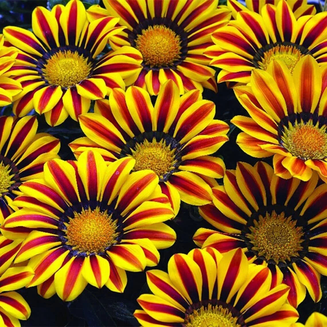 Gazania Flower Seeds - Red & Yellow Varieties - Gazania rigens - Made in USA, Ships from Iowa