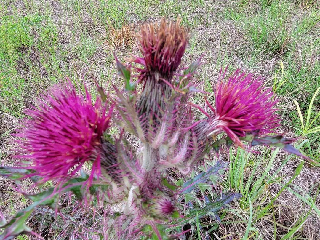 Purple & Yellow Thistle Seeds | 25 Seeds | Cirsium horridulum | Florida Native Wildflower for Pollinators