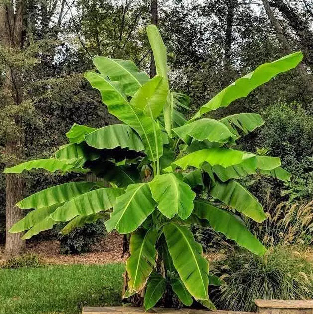 Cold Hardy Banana Tree Starter Plant - Small Rooted Musa basjoo - Tropical Touch for Gardens & Containers