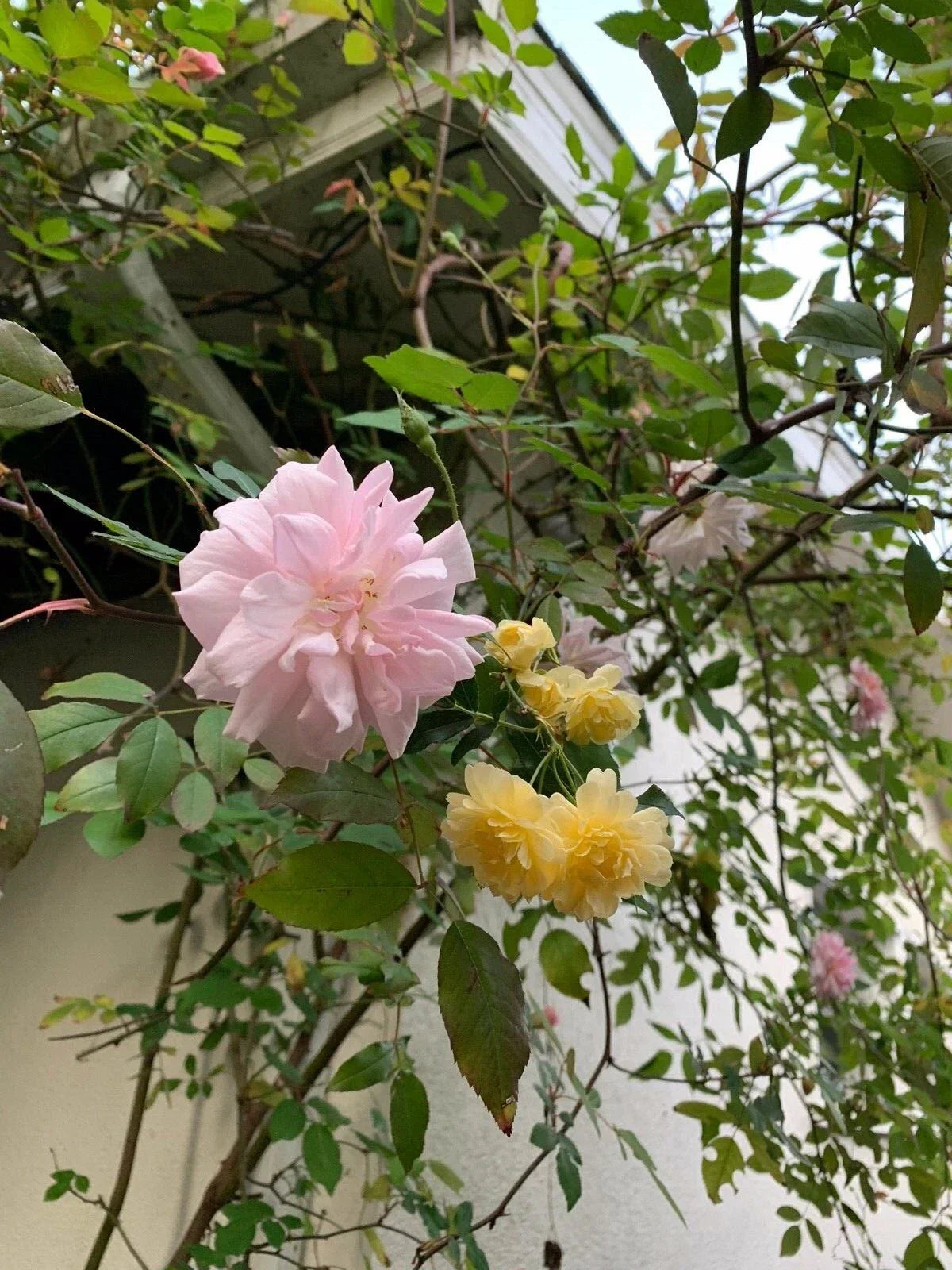 Organic Miniature Rose Cuttings Combo - Pink & Yellow - Rosa spp. - Live Plants for Garden or Indoor Use