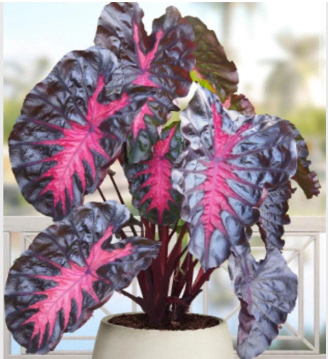 Small Rooted Starter Elephant Ear Plant - Colocasia esculenta - Tropical Houseplant for Indoor & Outdoor Decor