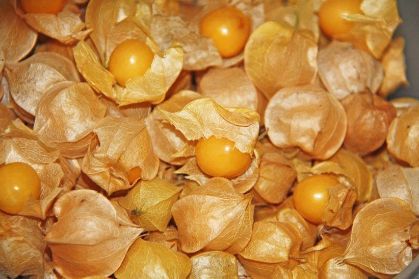 Ground Cherry Seeds - 250+ Organic Heirloom Seeds - Physalis pruinosa - Sweet Tangy Fruit for Home Gardening