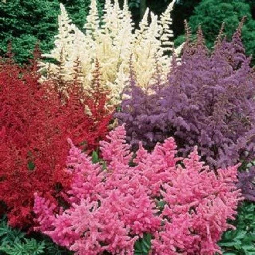 Astilbe Seeds - 50 Pack - White Pink Red Perennial Flower - Astilbe spp. - Ideal for Shady Gardens and Pollinator Attraction