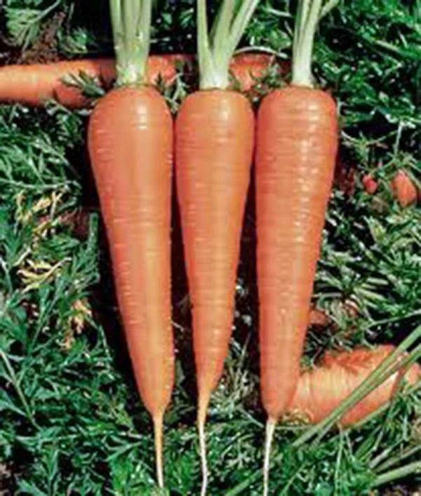 Heirloom Carrot Seeds - 500+ Organic Danvers 126 - Daucus carota - Sweet Flavor, Easy to Grow, Non-GMO Garden Seeds