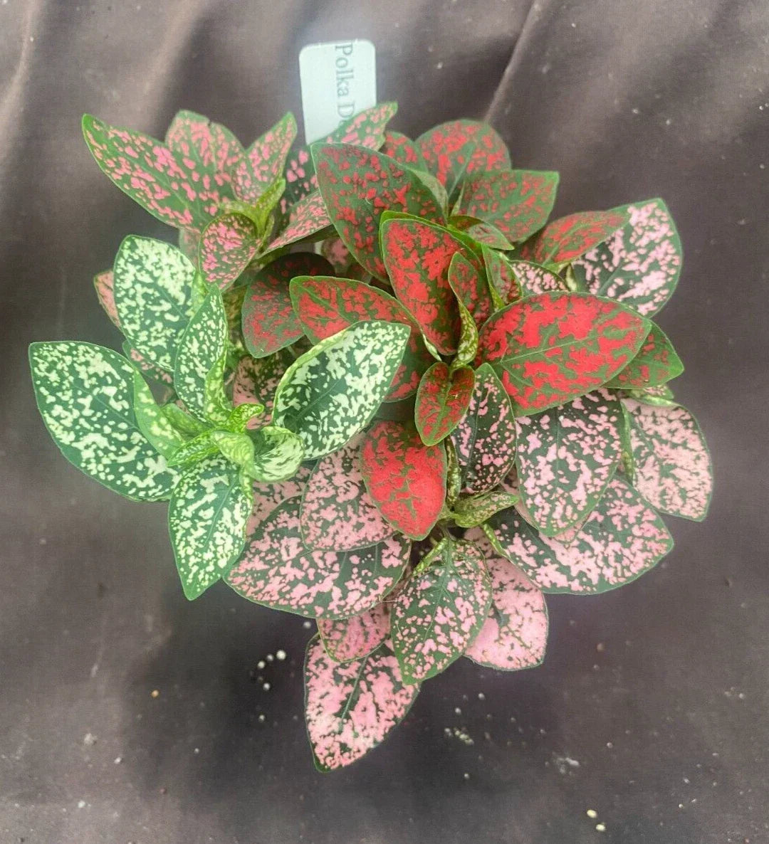 Polka Dot Plant 3" Pot Pink Hypoestes phyllostachya Rooted Houseplant - Colorful Indoor Plant with Unique Spotted Foliage
