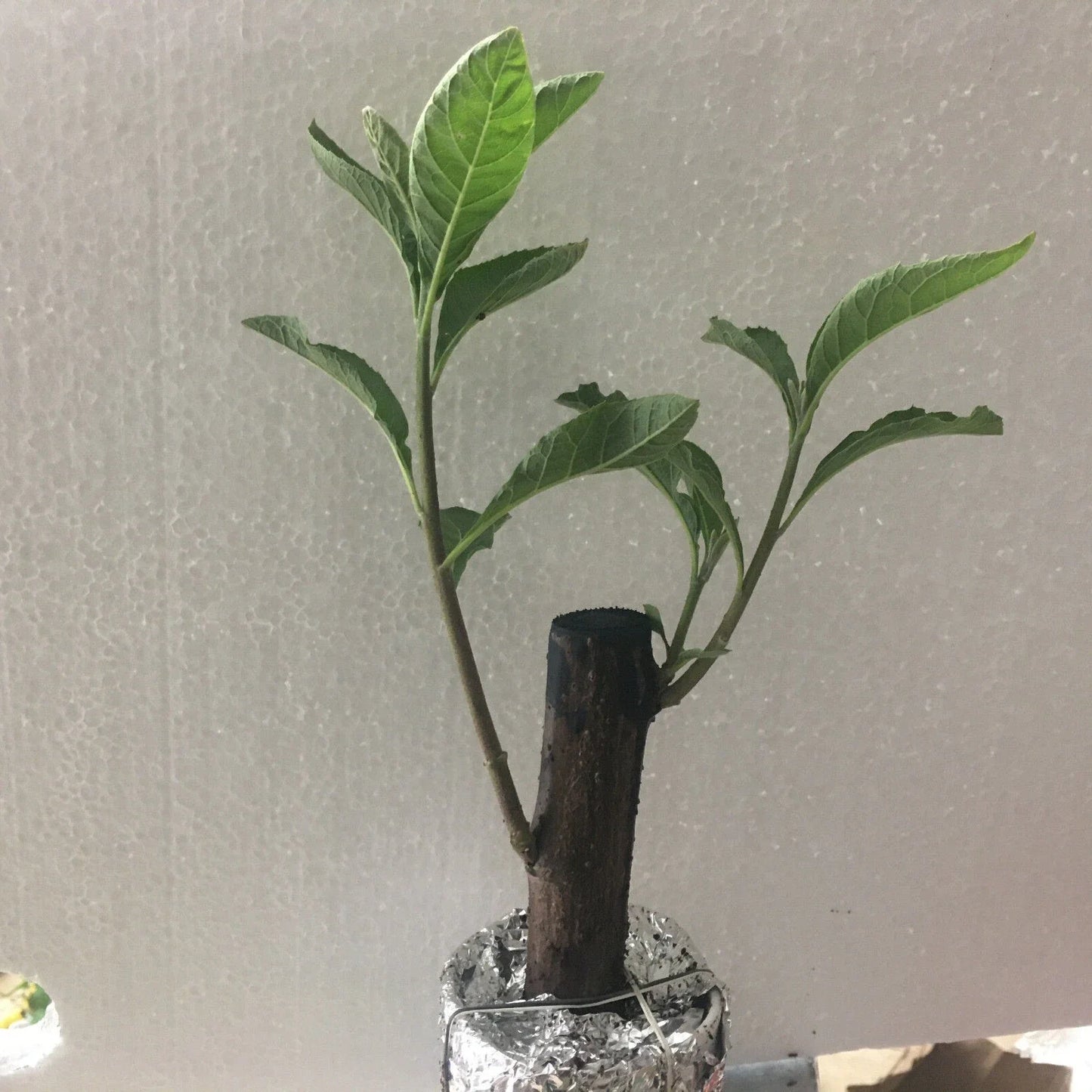 African Bitter Leaf Plant - Live Medical Herb for Diabetes - Vernonia Amygdalin