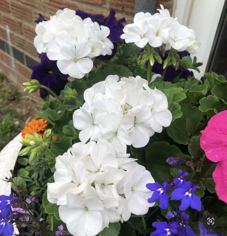 Snow White Zonal Geranium Cuttings - 8 Rooting Plants - Pelargonium 'Hint of Pink' - Indoor/Outdoor Gardening