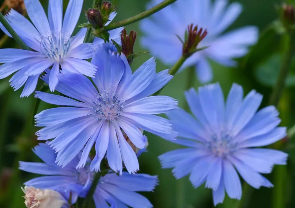Chicory Wildflower Seeds - 1 oz Blue Flower Seeds for Planting - Cichorium intybus - Attracts Pollinators, Easy to Grow