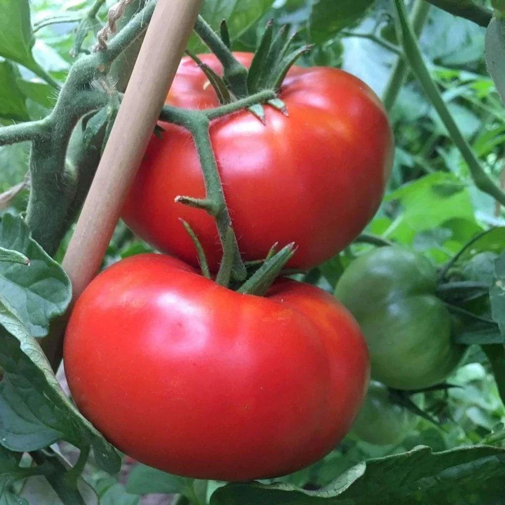 Delicious Tomato Seeds 100 Ct - Non-GMO World Record Variety - Solanum lycopersicum for Home Gardeners