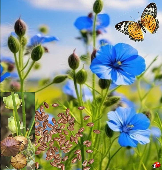 Blue Flower Flax Seeds - 200+ Non-GMO Wildflower Seeds - Linum lewisii - USA Grown for Garden or Wildflower Mix