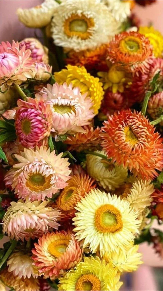 Helichrysum Seeds - Double Mix Strawflower - 25 Seeds - Helichrysum bracteatum - Vibrant Annual for Cut Flower Gardens