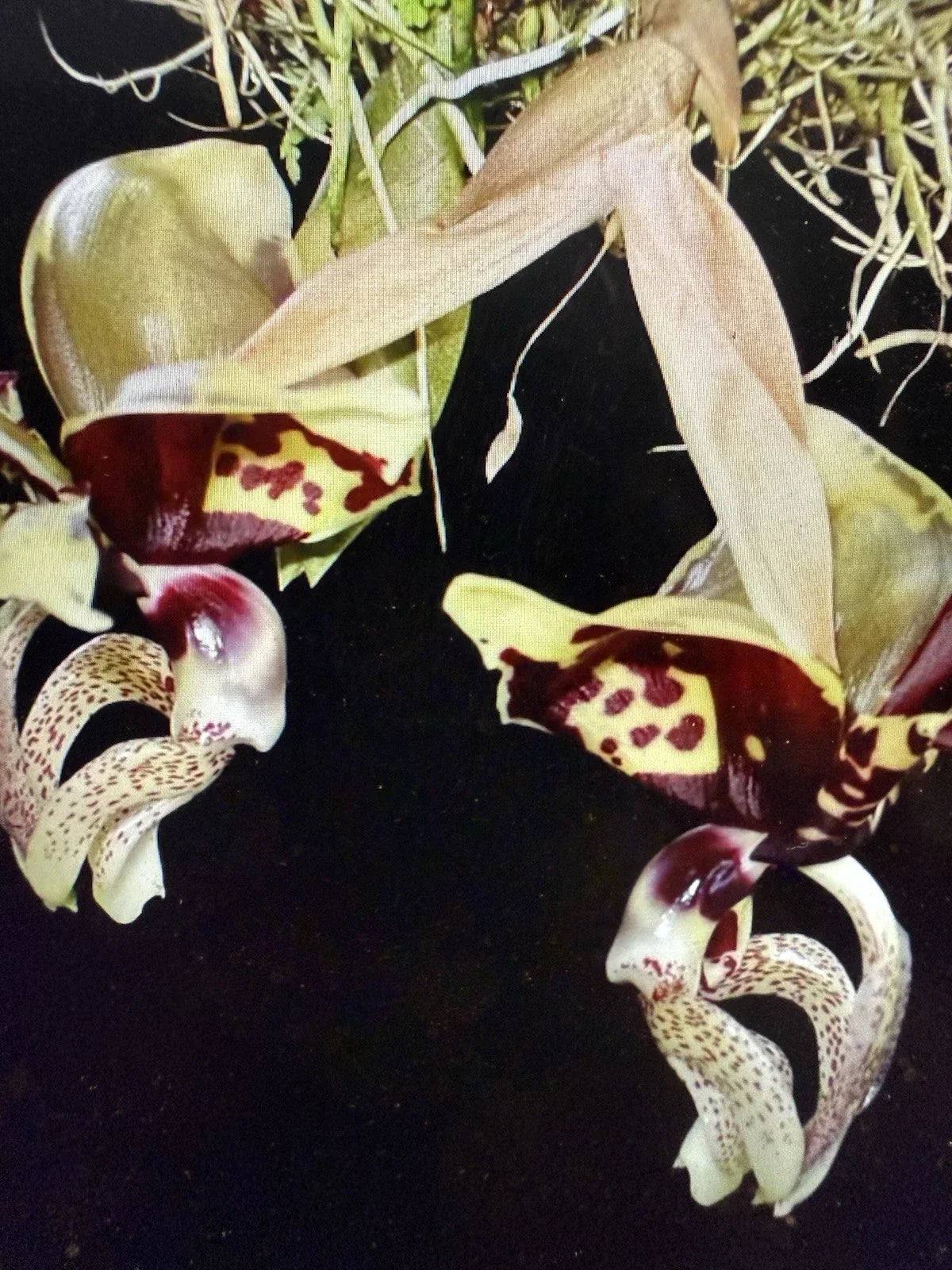 Stan Oculata Orchid Plant - 2 Rooted Bulbs - Bare Root - Stanhopea Oculata - Exotic Flowering Houseplant for Home Decor
