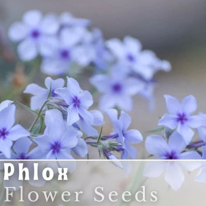 Phlox Seeds 125 Count Blue Flame Annual Flower Seeds Phlox paniculata - Vibrant Blue Blooms for Garden Beds and Containers
