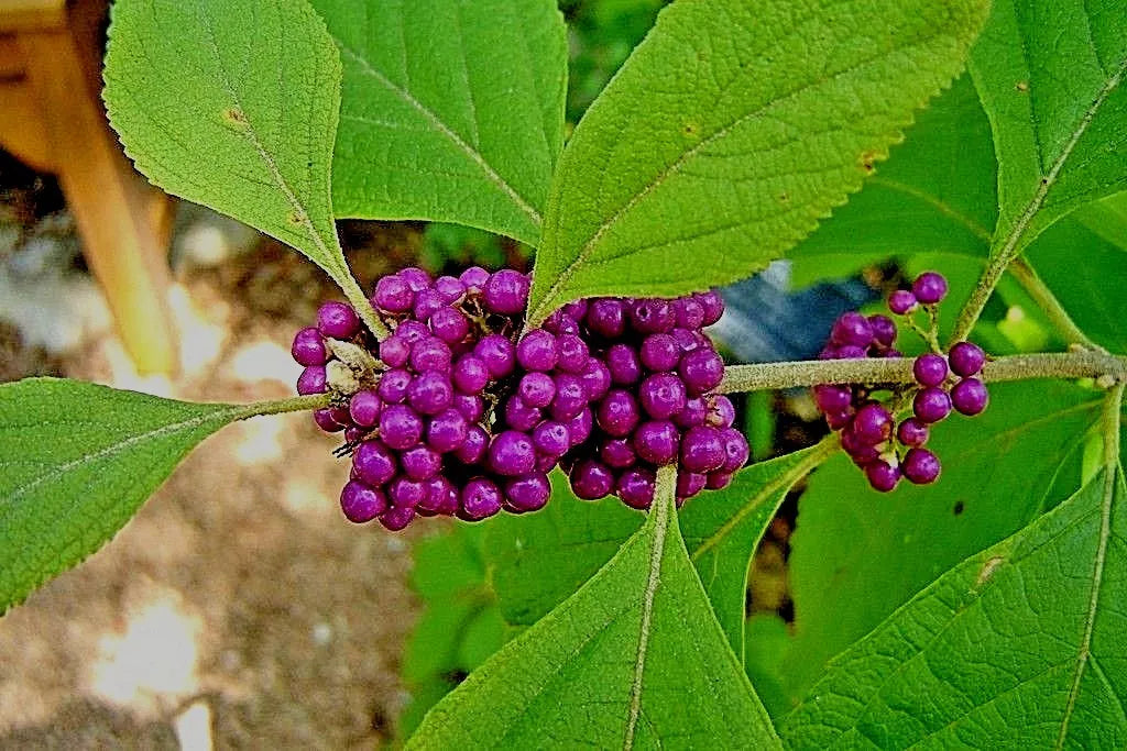 American Beautyberry Starter Plants 3-6" Purple Berries Callicarpa Americana Drought Tolerant Fast Growing Shrubs