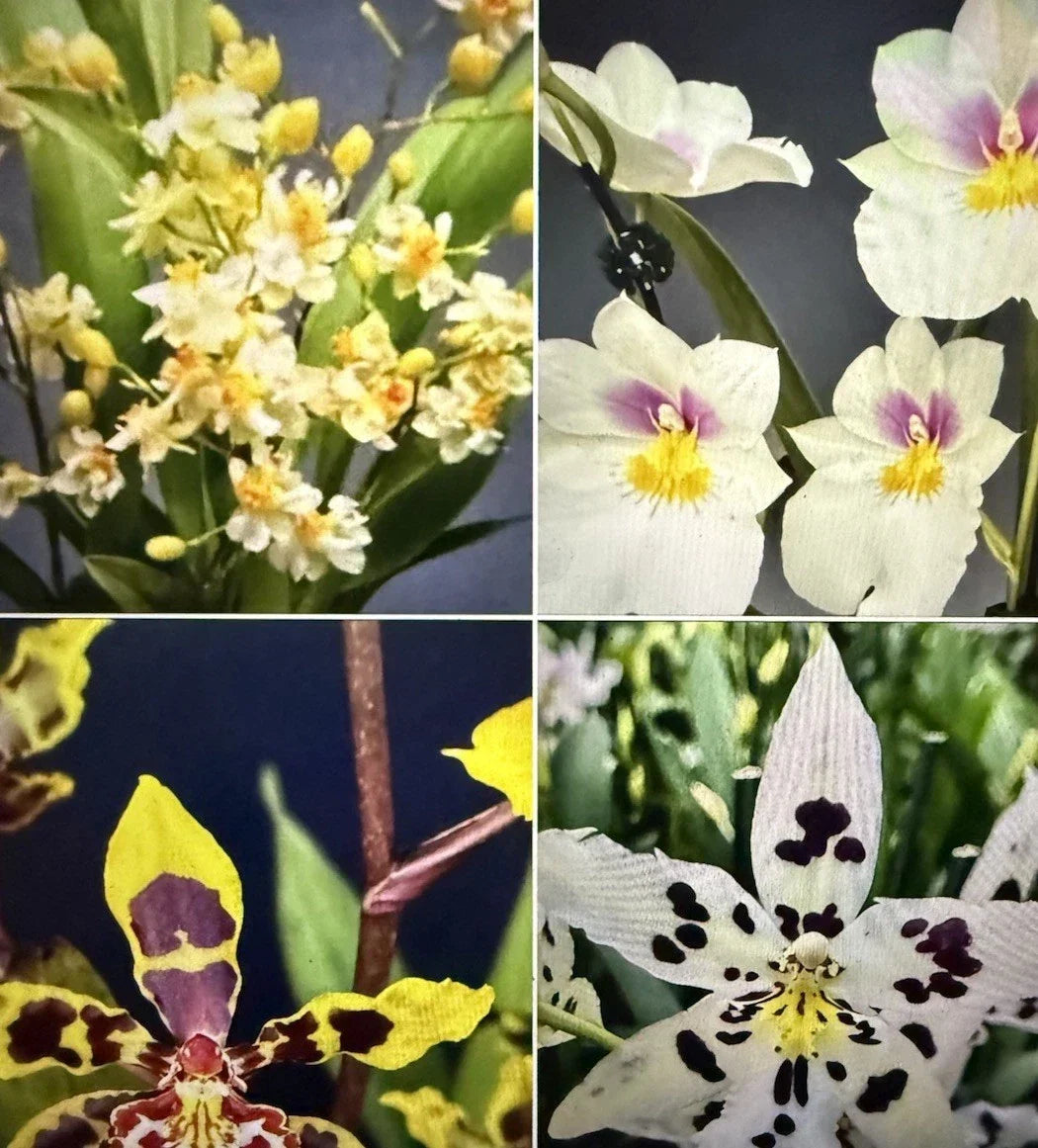Orchid Plant Bulb - Bare Root, Oncidium & Miltonia Varieties, Ideal for Indoor/Outdoor Gardening, Oncidium Hybrids