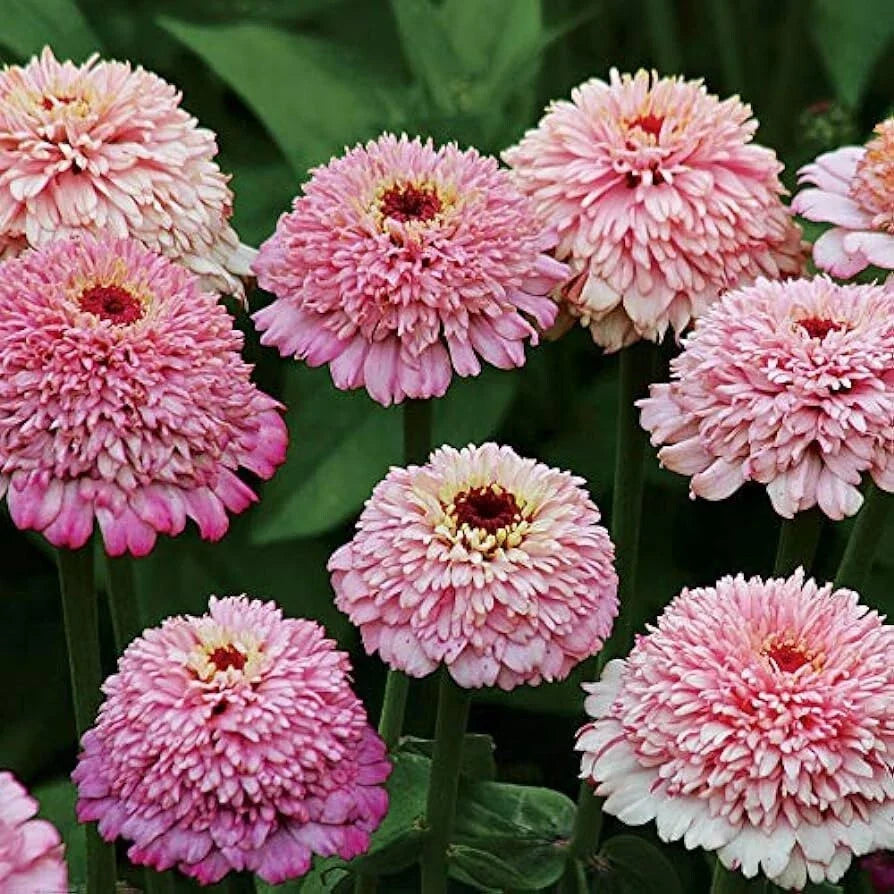 Zinderella Purple Zinnia Seeds - 100+ Pack - Zinnia elegans - Vibrant Purple Blooms for Garden Planting - Non-GMO