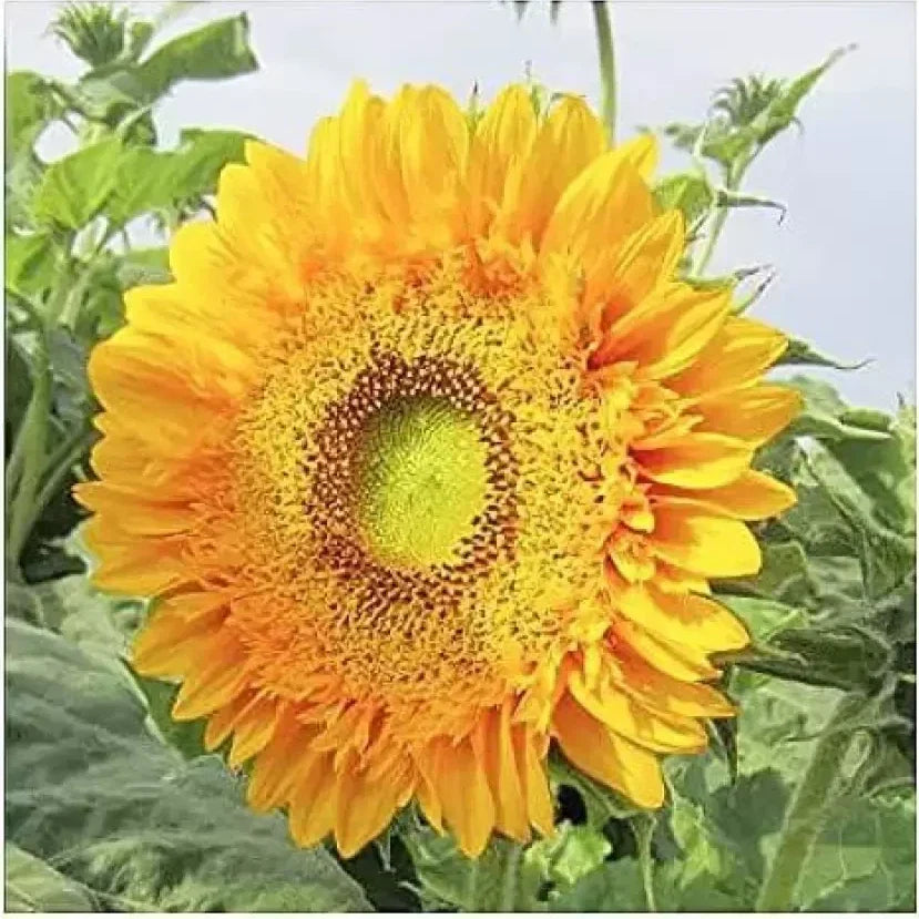 Double Sunflower Seeds - 120+ Count - Rare Bold Color Variety - Helianthus annuus - Non-GMO Garden Seeds