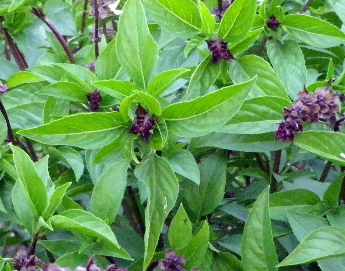 Cinnamon Basil Seeds 300+ Pack - Ocimum basilicum 'Cinnamon' - Culinary Herb for Cooking & Gardening