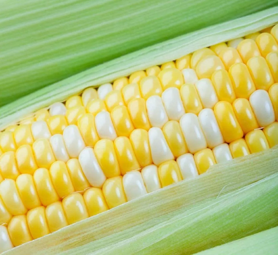 Peaches and Cream Sweet Corn Seeds - 30 Seeds - Heirloom Zea mays - Yellow and White Kernels for Home Garden