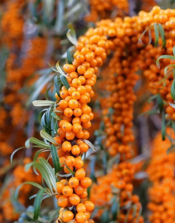 Seaberry Bush Seeds - 50 Pack - Edible Fruit - Hippophae rhamnoides - Nutrient-Rich Berries for Home Gardens