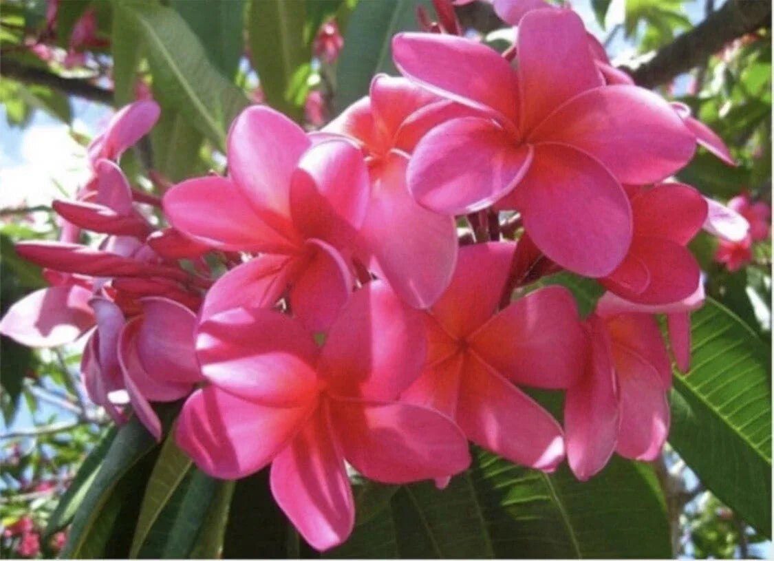 Large Rooted Plumeria Cutting - 20" Plastic Pink - 3 Tips - Plumeria rubra - Tropical Garden Plant