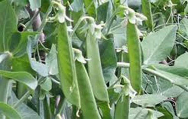 Lincoln Pea Seeds 500+ Heirloom Non-GMO Pisum sativum for Garden Planting, Delicious Fresh Peas