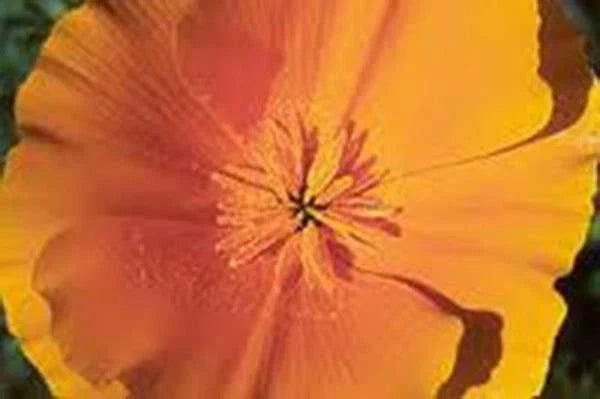 California Poppy Seeds, 100+ Seeds, Bright Orange Flowers, Eschscholzia californica, Ideal for Garden or Wildflower Mix