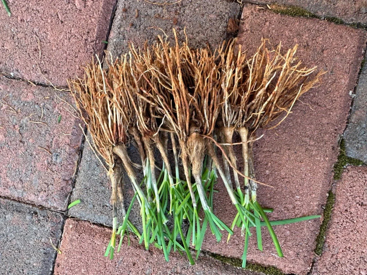 50 Live Garlic Chives Plants - Fresh Chinese Chives Bare Root Starts, Hardy Perennial Herb, Allium tuberosum for Vegetable Gardens