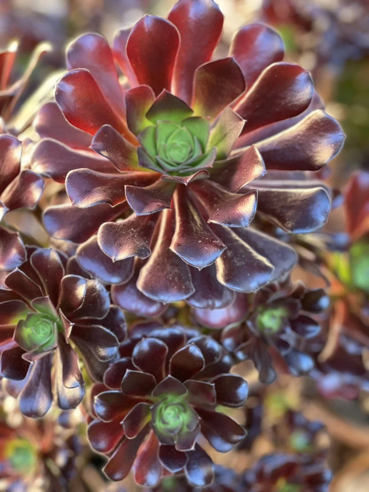 Aeonium Velour Cutting - Succulent Plant - Indoor/Outdoor - Aeonium arboreum - Dark Green Velvety Leaves, Easy Care