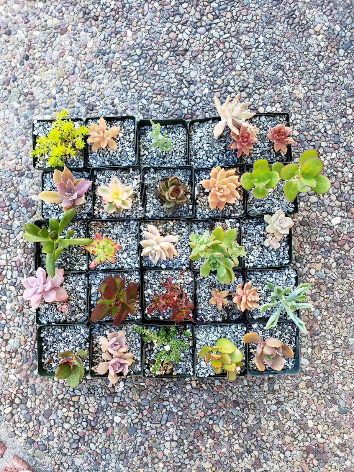 Set of 15 Assorted 2" Succulents for Wedding Decor - Low Maintenance Plants - Succulentaceae