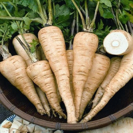 All American Parsnip Seeds - Non-GMO, Garden Planting, Pastinaca sativa - Premium Vegetable Seeds for Fall Harvest