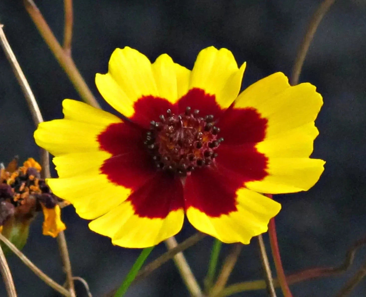 Plains Coreopsis Seeds - 200+ Count - Edible & Drought Resistant - Coreopsis tinctoria - Non-GMO Garden Seeds