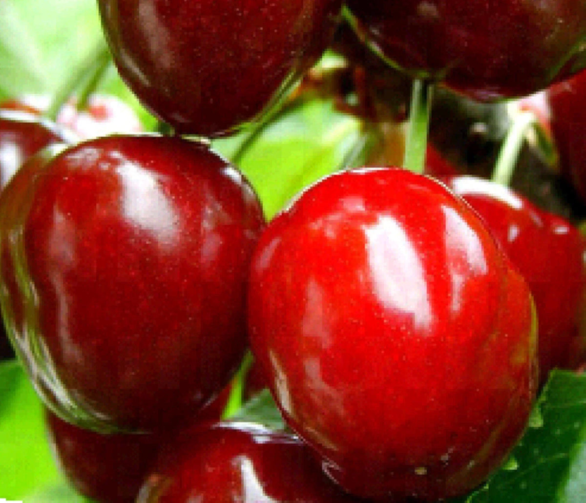 Dwarf Red Sweet Cherry Cuttings 2+8 Unrooted Prunus Tomentosa - Fresh Cherry Plant Cuttings for Gardening