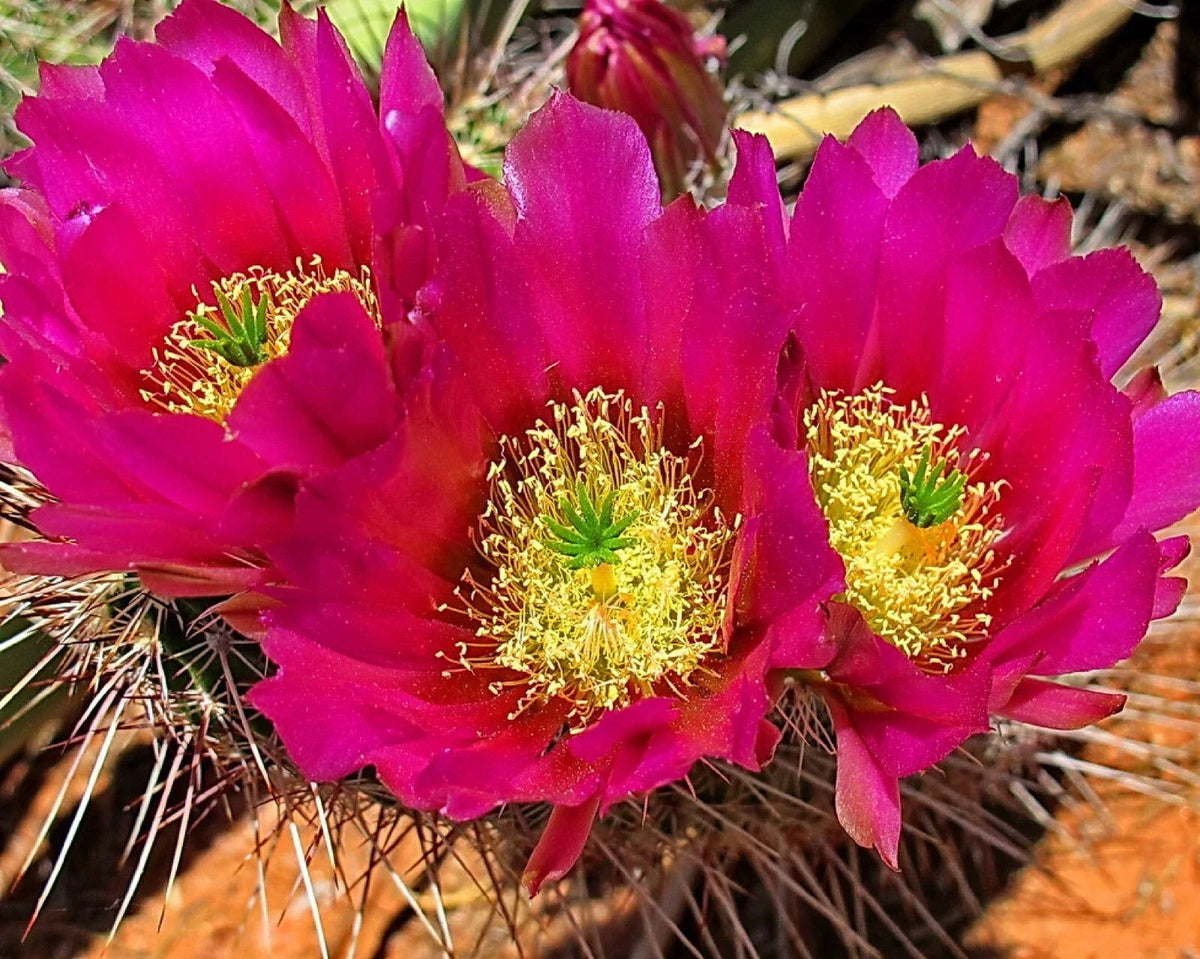 Strawberry Cactus Seeds - 25+ Vibrant Blooms - Echinocereus s. - Easy to Grow Succulent for Indoor & Outdoor Gardens
