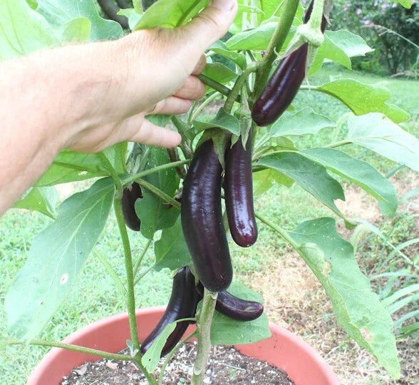 Live Chinese Eggplant Plant Seedling - Heirloom Purple Variety - Solanum melongena in 4" Pot - Ideal for Small Spaces