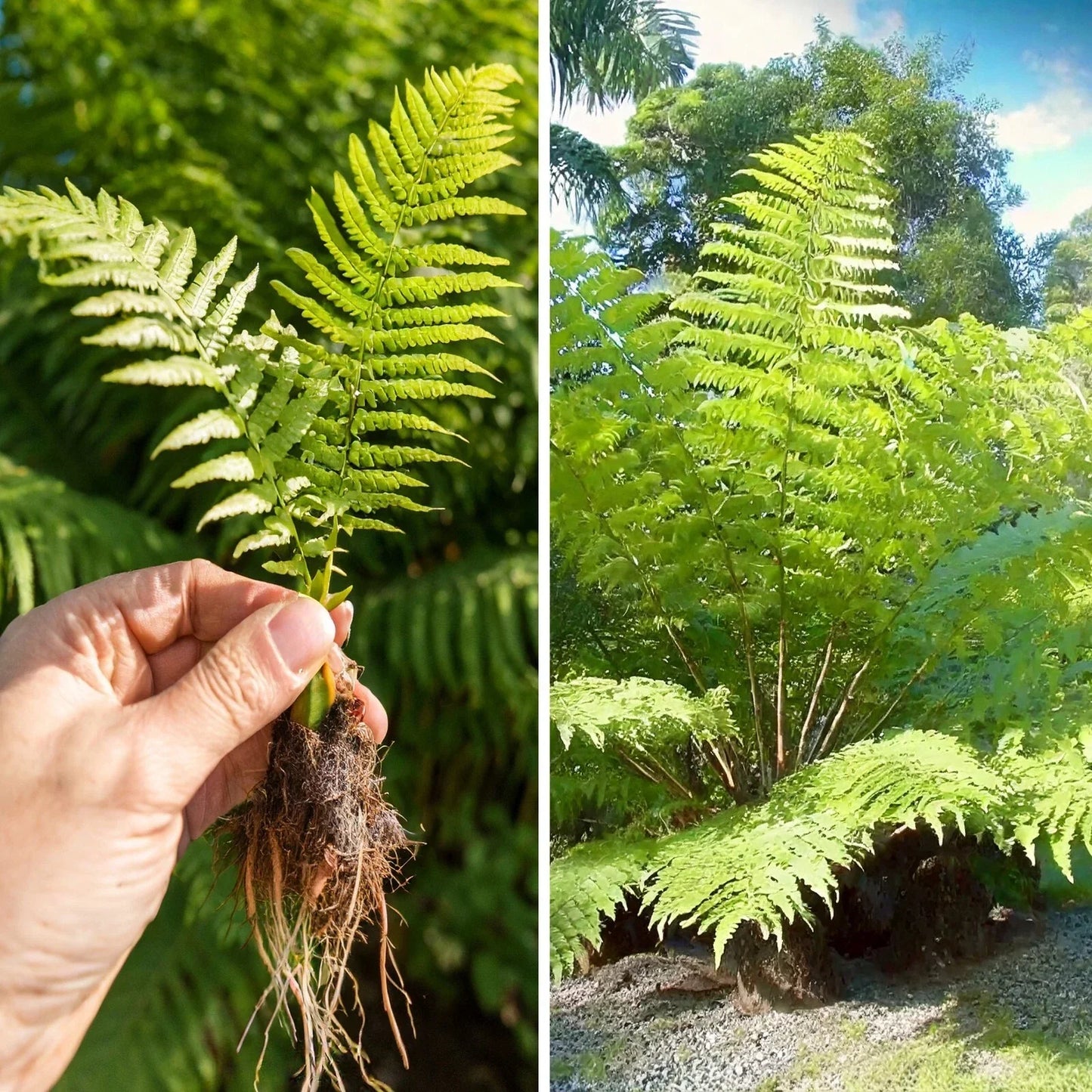 Rare Live Bare Plant - 6" Giant Tree Fern - Lophosoria quadripinnata - Exotic Tropical Foliage for Home & Garden