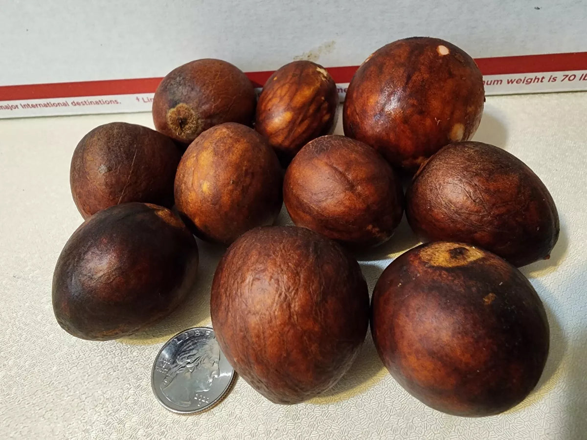 Avocado Seeds - 10 Pack - Persea americana - Premium Fruit Tree Seeds for Home Gardening and Landscaping