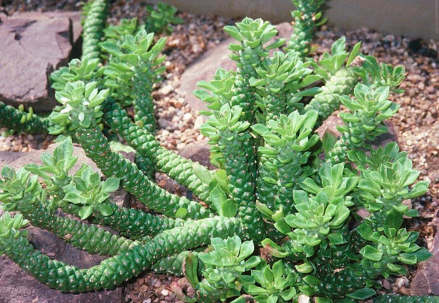 Monadenium Guntheri Bonsai Plant - 2" Rooted Caudex Euphorbia - Rare Indoor Outdoor Succulent - Monadenium guntheri