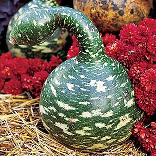 25+ Speckled Swan Gourd Seeds - Cucurbita pepo - Heirloom Variety for Garden Planting - USA Grown Non-GMO