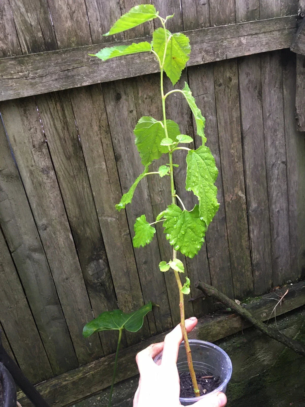 Mulberry Tree Plug Seedling - Morus Nigra, Hardy Edible Fruit Plant for Home Garden, Fast-Growing Black Mulberry Seedling