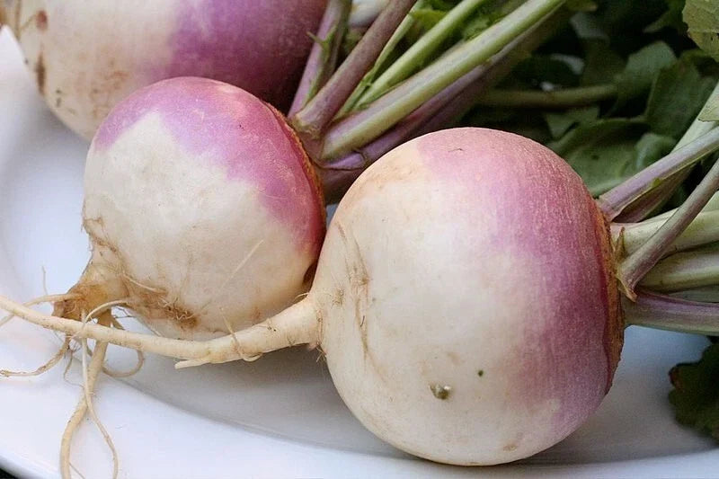 Turnip Vegetable Seeds 20 Pack - Non-GMO Brassica rapa for Organic Gardening - Easy to Grow, Fast Harvest