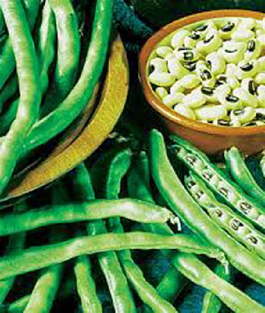 California Black Eye Pea Seeds, 100 Heirloom Non-GMO Seeds, Edible Legume, Vigna unguiculata